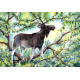 Print - King of the Forest